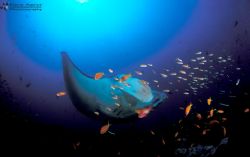 Manta ray getting cleaned at Manta reef Guinjata Bay cent... by Fiona Ayerst 
